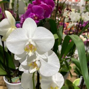 Phalaenopsis en pot toujours fleurs albi