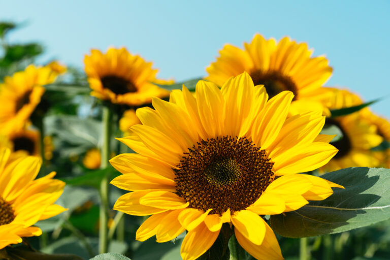 Close up of sun flower.