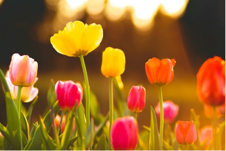 fleurs albi