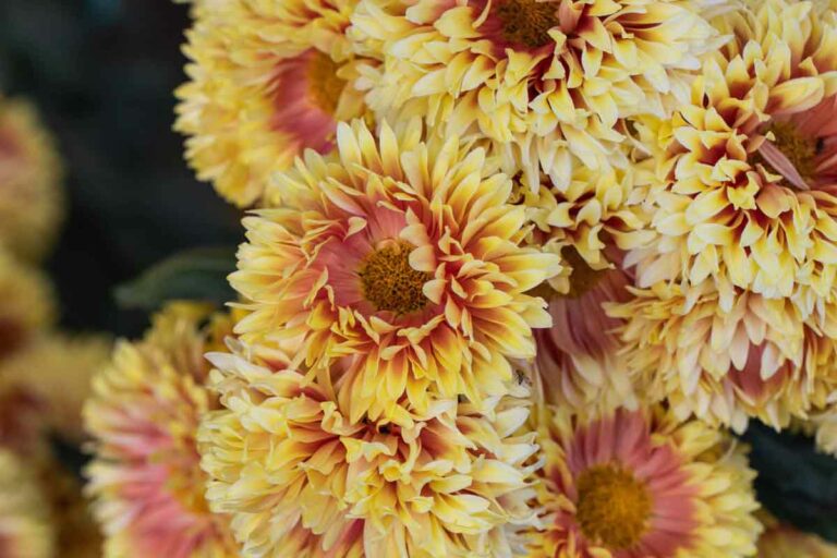 toujours fleurs albi chrysantheme fleurs toussaint